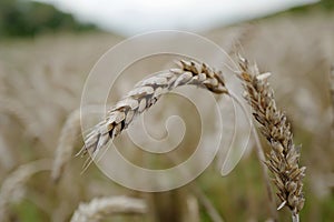 Wheat flakes in the field