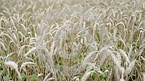 Wheat flakes in the field