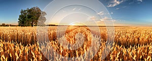 Wheat flied panorama with tree at sunset, rural countryside - Agriculture