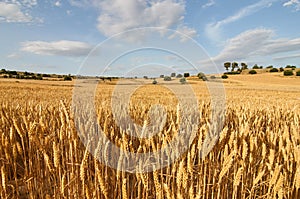 Wheat flields in the evening