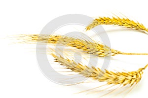 Wheat flour. Whole, barley, harvest wheat sprouts. Wheat grain ear or rye spike plant isolated on white background, for cereal