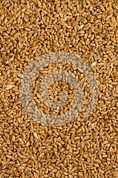 Wheat. Food background. Closeup photo
