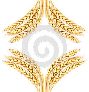 Wheat