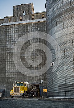 Wheat, Fresh From the Field to the Grain Elevator