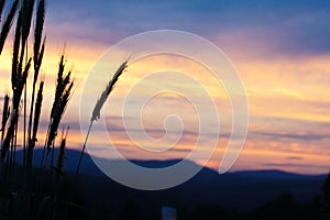 Wheat fruits back-lit