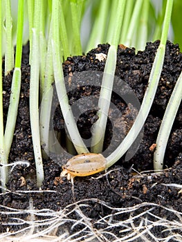 Wheat germ photo