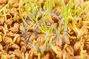 wheat germ background