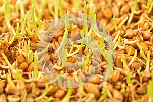 Wheat germ background