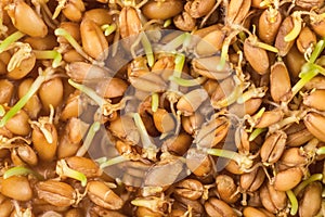 Wheat germ background