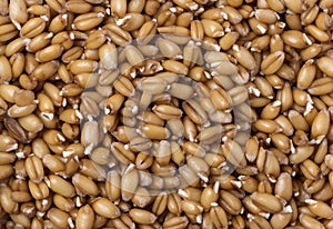 Wheat germ background
