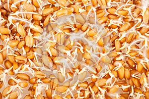 Wheat germ background