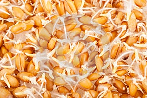 Wheat germ background