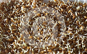 Wheat germ close up for background or texture theme proper nutrition