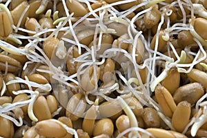 Wheat germ closeup photo
