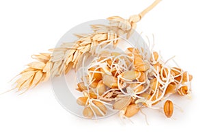 Wheat germ with ear