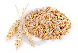 Wheat germ with ears