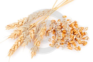 Wheat germ with ears
