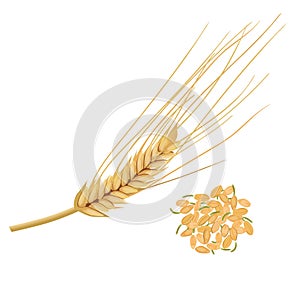Wheat germ, the nutritious wheat kernel. isolated. Germinated grains