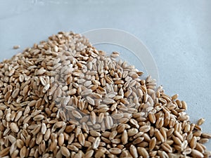 wheat germinate seed testing on wet paper