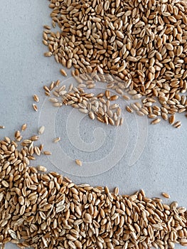 wheat germinate seed testing on wet paper