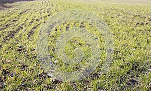 Wheat germinates in the spring in the field. Winter plants after winter close-up with blur