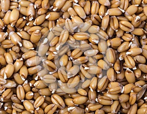 Wheat germs background