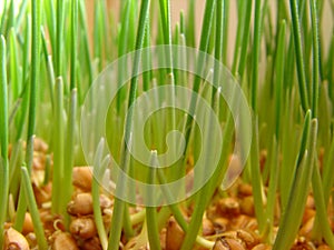 Wheat germs macro