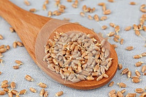 Wheat germs in a wooden spoon (Wheat sprouts)