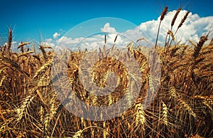 Wheat is the gold of the fields. Ripe spikelets of wheat. Wheat rises in price due to the war