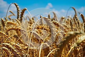 Wheat is the gold of the fields. Ripe spikelets of wheat. Wheat rises in price due to the war