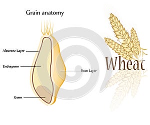 Wheat and grain photo