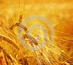 Wheat grain agriculture