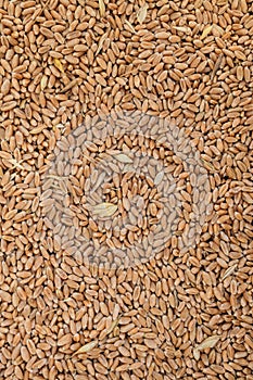 Wheat grain background. Dried whole grain kernels of wheat