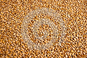 Wheat grain background . Export ban, embargo on wheat and flour supplies to Europe , Asia and Africa, famine and crisis