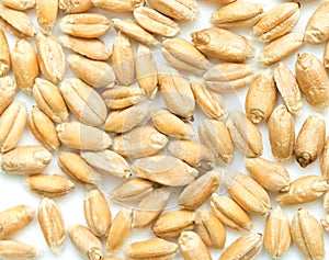 Wheat grain background