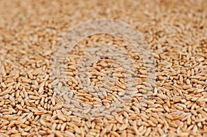 Wheat grain background