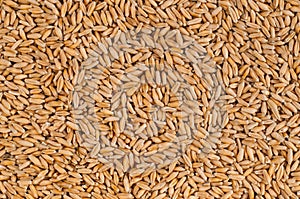 Wheat grain background