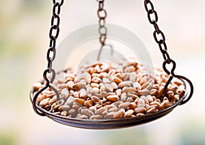 Wheat grain in balance scale