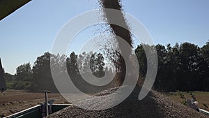 Wheat grain cereal unloading into truck on farmland field in end of summer. Tilt down. 4K