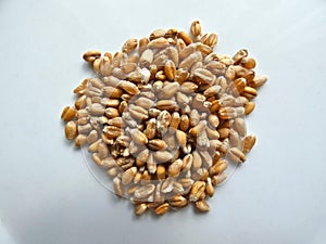 Wheat Grain