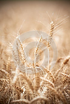 Wheat grain crop ears on field