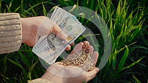 Wheat grain and dollars in male hand after good harvest of successful farmer in background of green growing crops in