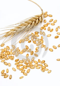 Wheat grain and ear isolated on white
