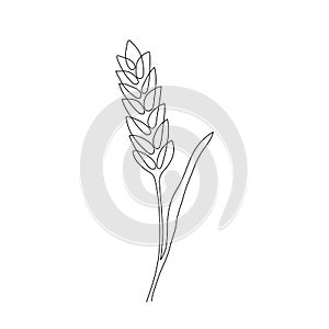 Wheat grain ear, nature bread, one single continuous art line drawing. Linear sketch of wheat, rice, corn, oat ear and