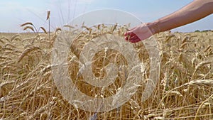 Wheat Grain in a Farmer Hands