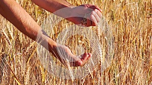 Wheat Grain in a Farmer Hands.