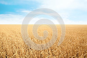 Wheat grain field on sunny day