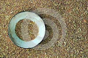 Wheat grain with glume and chaff as background