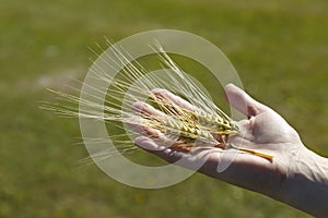 Wheat grain in hand