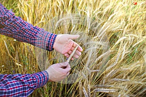Wheat grain in hand - agriculture and organic food production